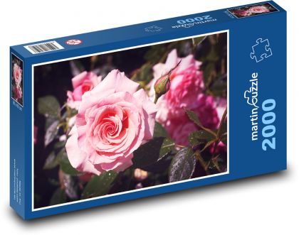 Růže - růžový květ, květina - Puzzle 2000 dílků, rozměr 90x60 cm