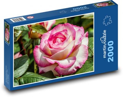 Szlachetna róża - kwiat, ogród - Puzzle 2000 elementów, rozmiar 90x60 cm