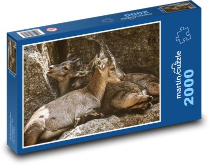 Steinbockjungen - Tiere, Zoo - Puzzle - 2000 Teile