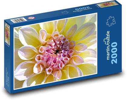 Białe dalie - kwiat ogrodowy, kwiat - Puzzle 2000 elementów, rozmiar 90x60 cm
