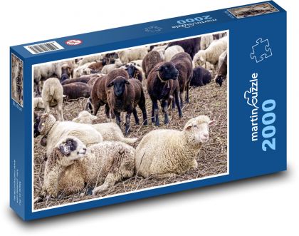 Stádo ovcí - zvířata, dobytek - Puzzle 2000 dílků, rozměr 90x60 cm