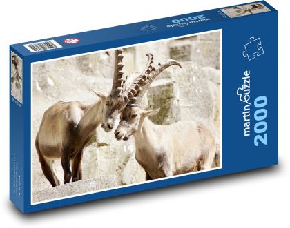 Kozorožec - rohy, savec - Puzzle 2000 dílků, rozměr 90x60 cm