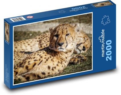 Gepardi - divoká zvířata, savci - Puzzle 2000 dílků, rozměr 90x60 cm