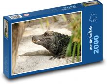 Krokodyl - gad, zwierzę Puzzle 2000 elementów - 90x60 cm