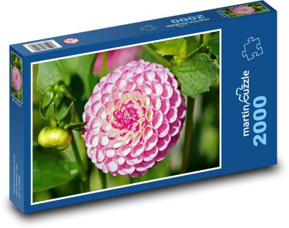 Růžová jiřina - květina, zahrada - Puzzle 2000 dílků, rozměr 90x60 cm