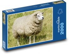 Ovce na louce - zvíře, příroda Puzzle 2000 - 90x60 cm