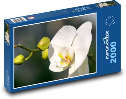 Biela orchidea - kvet, rastlina - Puzzle 2000 dielikov, rozmer 90x60 cm 