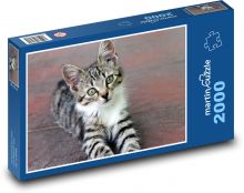 Babe - young cat, animal Puzzle 2000 pieces - 90 x 60 cm