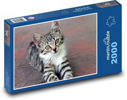 Babe - young cat, animal - Puzzle 2000 pieces, size 90x60 cm 