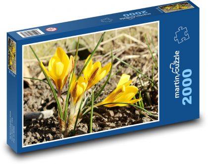 Yellow flowers - crocuses, spring - Puzzle 2000 pieces, size 90x60 cm 