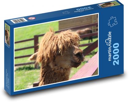 Lama - zvíře, zoo - Puzzle 2000 dílků, rozměr 90x60 cm