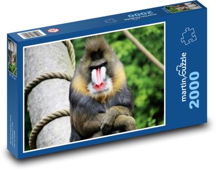 Pavián - opice, zvíře - Puzzle 2000 dílků, rozměr 90x60 cm