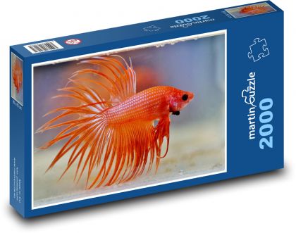 Akvarijné ryby - betta bojovník, zviera - Puzzle 2000 dielikov, rozmer 90x60 cm 