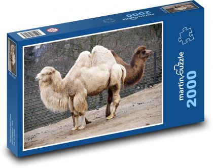 Velbloud - safari, zvíře - Puzzle 2000 dílků, rozměr 90x60 cm