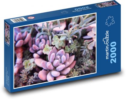 Succulents - cacti, flowers - Puzzle 2000 pieces, size 90x60 cm 
