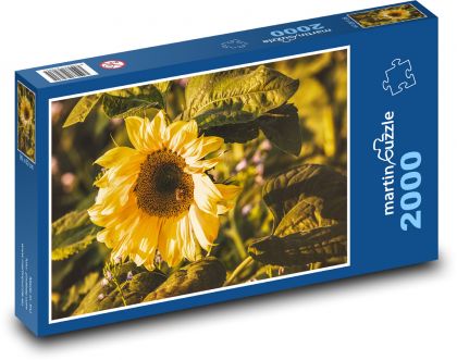 Slunečnice - žlutý květ, okvětní lístky - Puzzle 2000 dílků, rozměr 90x60 cm