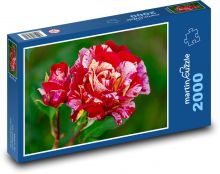 Růže - květ, květina Puzzle 2000 - 90x60 cm