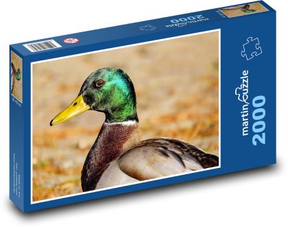 Divoká kachna - kačer, pták - Puzzle 2000 dílků, rozměr 90x60 cm