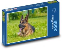 Owczarek niemiecki - pies, łąka Puzzle 2000 elementów - 90x60 cm