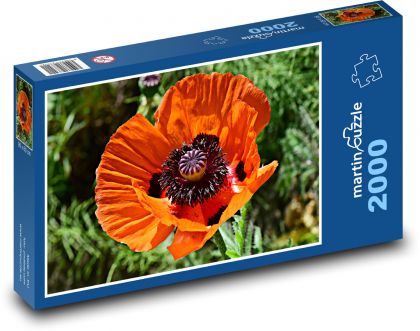 Vlčí mák - květ, rostlina - puzzle 2000 dílků