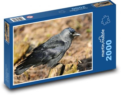 Kavka - bird, animal - Puzzle 2000 pieces, size 90x60 cm 