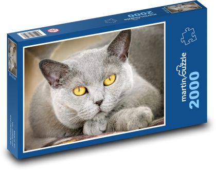 Domácí kočka - zvíře, kočička - Puzzle 2000 dílků, rozměr 90x60 cm