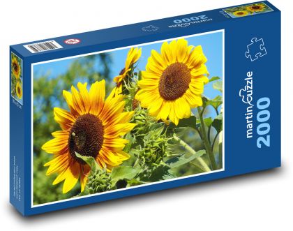 Slnečnice - žlté kvety, leto - Puzzle 2000 dielikov, rozmer 90x60 cm 
