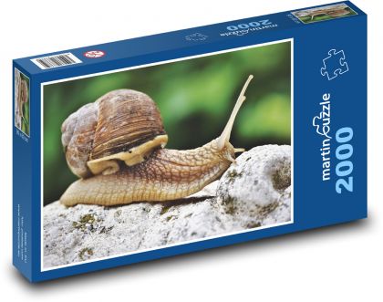 Hlemýžď - měkkýš, plazit se - puzzle 2000 dílků