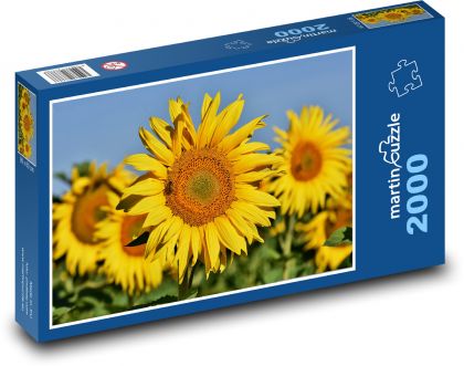 Pole slunečnice - žluté květy, léto - Puzzle 2000 dílků, rozměr 90x60 cm