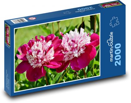 Pivoňka - květ, jaro - puzzle 2000 dílků