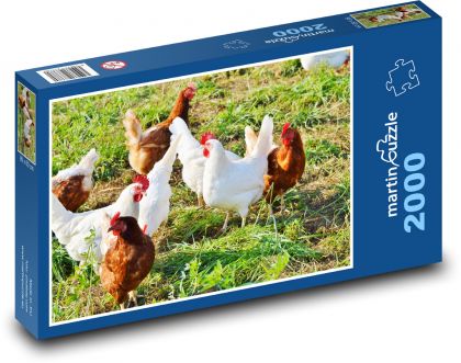 Chicken - chicken, poultry - Puzzle 2000 pieces, size 90x60 cm 