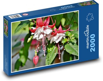 Fuchsia - kvet, rastlina - Puzzle 2000 dielikov, rozmer 90x60 cm 