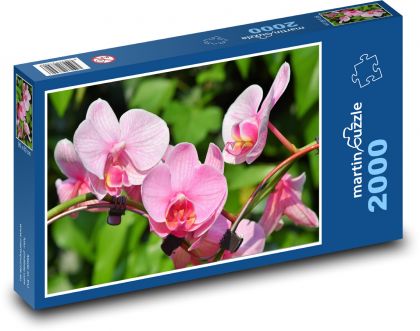 Orchidej - růžové květiny, rostliny - Puzzle 2000 dílků, rozměr 90x60 cm