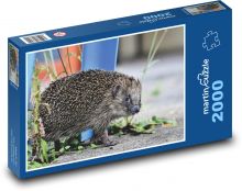Hedgehog - wild animal, mammal Puzzle 2000 pieces - 90 x 60 cm