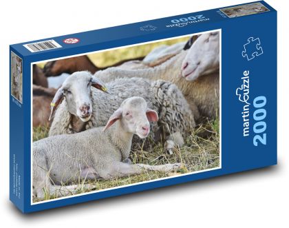 Owce - jagnięta, młode - Puzzle 2000 elementów, rozmiar 90x60 cm