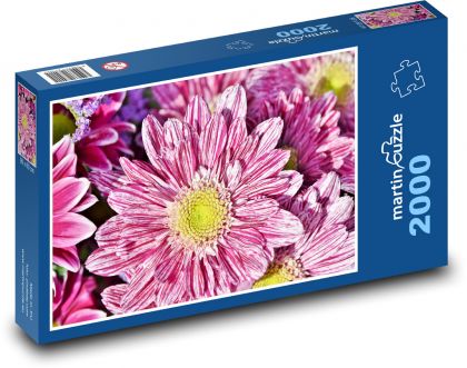 Astra - květina, rostlina - Puzzle 2000 dílků, rozměr 90x60 cm
