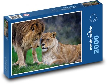 Lev a lvice - zvířata, Afrika  - Puzzle 2000 dílků, rozměr 90x60 cm