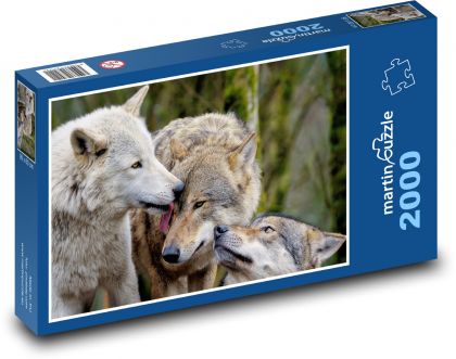 Graue Wölfe - Raubtiere, Säugetiere - Puzzle - 2000 Teile