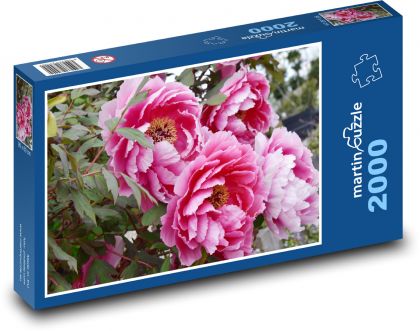 Květ pivoňky - rostlina, příroda - puzzle 2000 dílků