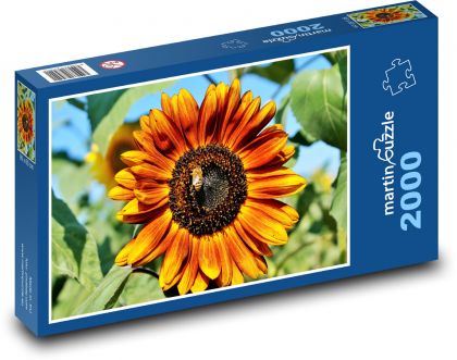 Slnečnica - kvet, rastlina - Puzzle 2000 dielikov, rozmer 90x60 cm 