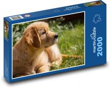 Pes - zlatý retriever, šteniatko Puzzle 2000 dielikov - 90 x 60 cm
