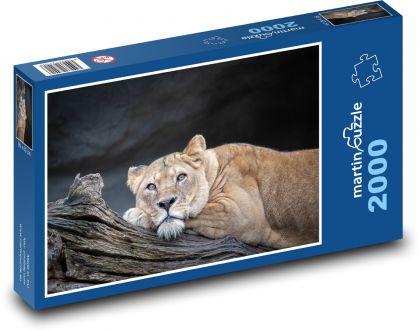 Löwin - große Katze, Löwe - Puzzle - 2000 Teile