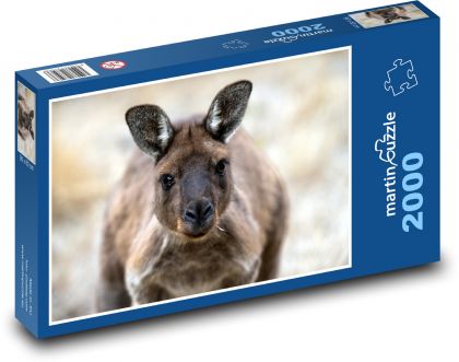 Kangaroo - animal, Australia - Puzzle 2000 pieces, size 90x60 cm 