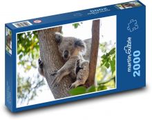 Koala - medvídek, zvíře Puzzle 2000 - 90x60 cm