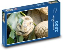 Galapágy obrovská korytnačka - plaz, zviera Puzzle 2000 dielikov - 90 x 60 cm