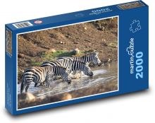 Zebra - savana, Afrika Puzzle 2000 dílků - 90 x 60 cm