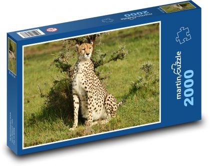 Gepard - voľne žijúcich živočíchov, Afrika - Puzzle 2000 dielikov, rozmer 90x60 cm 