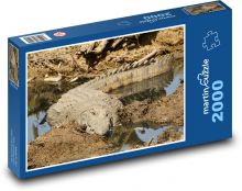 Krokodyl nilowy - dzika przyroda, zwierzę Puzzle 2000 elementów - 90x60 cm