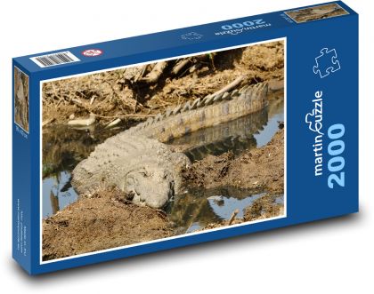 Krokodyl nilowy - dzika przyroda, zwierzę - Puzzle 2000 elementów, rozmiar 90x60 cm