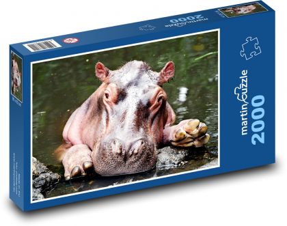 Hipopotam w wodzie - zwierzę, ssak - Puzzle 2000 elementów, rozmiar 90x60 cm